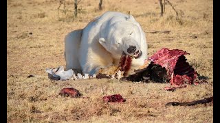 Messy Eaters - 5 Times Bears Destroyed Their Prey Alive