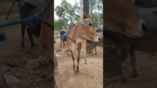 गिरियक पशु मेला नवादा #animals #animallover #animalshorts