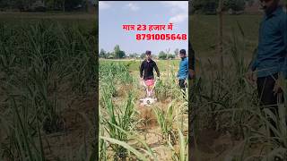 मात्र 23 हजार में मिलेगा पॉवर वीडर | #kisan #tractor #agriculture #rotavator