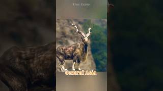 Markhors | largest wild goat species #shorts #shortvideo #markhor