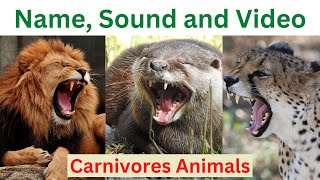 Learn Carnivores Animals |  Name, Sound and Video | Carnivores animals for Kids