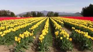 Skagit Valley Tulip Festival - Фестиваль Тюльпанов