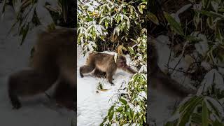 Kamikochi reopens April 17!!!