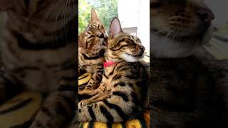 💕Бенгали Ріккі та Аліса😻💕#cat #cats #funny #pets #cute #animals #bengal #catlover #котики #бенгал