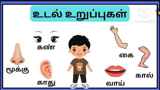 மனித உடல் உறுப்புகள் / Parts of the Human Body  in Tamil for Kids | Sivanya kuttis chuttis