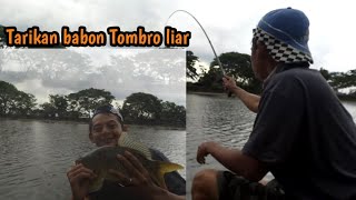 Tarikan Ikan mas/tombro liar