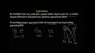 Çaprazlama | Genetik Hastalıklar | Akraba Evliliği | Katılım | DNA ve Genetik Kod #lgs2023