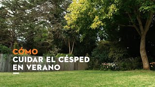 Aprende a cuidar y cortar el césped en verano