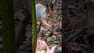 Сегодня все орешки Бусинка относила в свой домик 🍂🍁🌲🌳😋🌰🐿❤🐾🏡 #белка #белочка #дикаяприрода #squirrel