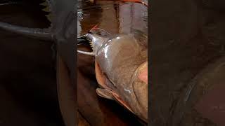 461kg Super Giant Bluefin Tuna Filleted with Incredible Cutting Skill in Less Than 1 Minutes