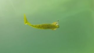 BassLabs Fishing Freview - Terminator Inline Spinner +Underwater Footage