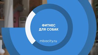 Курс обучения "Фитнес для собак (Фитнес-тренер для собак)"