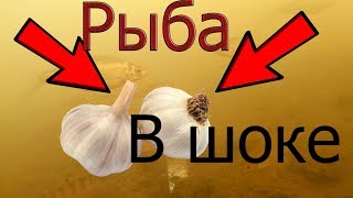 Реакция рыбы на Чеснок🐟🐟🐟 , Чеснок под водой, ПОДВОДНОЕ ВИДЕО😱