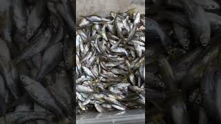 Mudahnya dapat ikan seluang begitu banyak #bubu #angkatbubu #ikan #bubupayung #ikanseluang