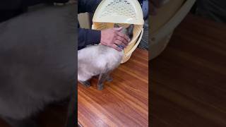 Peaches and Zeus are enjoying at Office #goneviral #viral #funny #cat