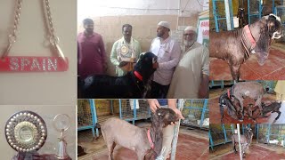 HYDERABADI GOATS🐐AVAILABLE