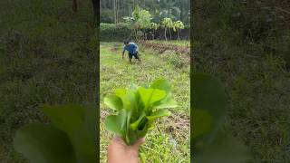 Mencari genjer di sawah