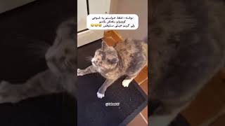 گربه ها وقتی سوپراز میشن 💓😂#گربه #گربه_خانگی #cat #cats