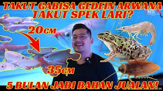 MAU BESARIN ARWANA TAKUT SPEK LARI? INI SEMUA JAWABANNYA!