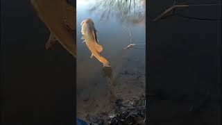 Thotiana Bass Release #fishing #shorts #outdoors #explore #subscribe #fun #adventure