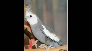 hand tamed cockatiel birds.....