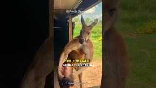 The Kangaroo: Australia's Iconic Animal