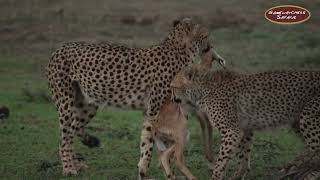 Cheetah Chases and Kills Baby Impala in Ol Kinyei Conservancy, Maasai Mara