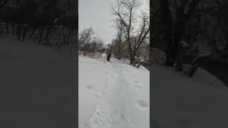 Let it snow #youtube #youtubeshorts #funnyvideo #meme #dog #funny #cute #flyfishing #fyp #snow #cold