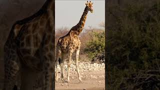 Giraffe at Etosha National Park, Namibia.