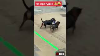 Собака взяла собаку на прогулку 🤣 #shorts