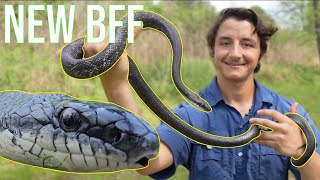 Making Friends With A Black Rat Snake!