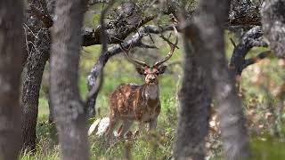 Axis Deer Hunting, Texas Hunting Ranch