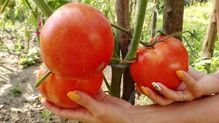 #МЕГА домашние помидоры. Mega homemade tomatoes.