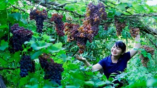 How to Harvest Grape, goes to Market Sell - Harvesting and Cooking |Tieu Vy Daily Life