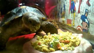 Tortoise eating mazuri