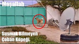 SUSMAK BİLMEYEN KURTÇU KANGAL 🐕 (ÖZEL KLİP) Maşallah