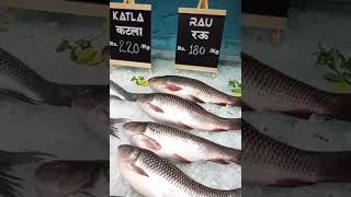 best model fish shop in india