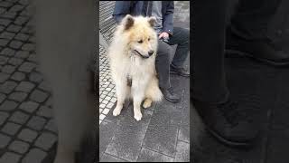 MA CHE BEI CANI...  DA BERLINO - PARTE SECONDA