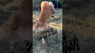 Desire to bathe in hay? #Goldenretriever #CuteDog #Dog #NatureLover #SweetDog #CutePets #Shorts