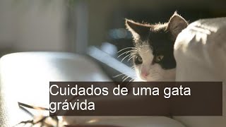 Cuidados de uma gata grávida - 7 passos