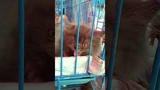 CATS FOR SALE | GALIFF STREET PET MARKET | PERSIAN & OTHER CATS | BELLICK | CATTY