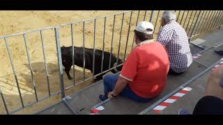 MELIANA:  Comisió  BOU  80  toro de Soto de la fuente   num  19  G5, 22-05-21.