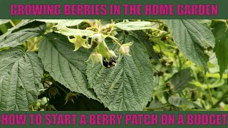 How To Save Hundreds Of Dollars Buying Berry Plants