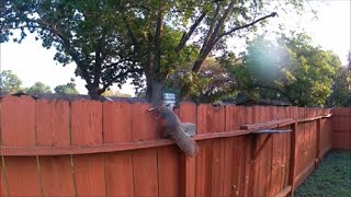 Squirrel moved a pipe for a peanut