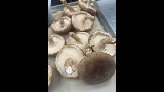 Shiitake mushroom - The Culinary Institute of America New York Campus Vlog