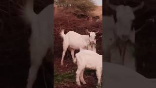 Goat 🐐video #goat #youtubeshorts #camel #camells #youtubevideos #animals #ytshorts #youtube