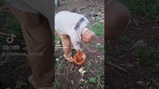 banyak petani yg belum tau faktor penyebab sapi tidak bunting setelah di ib