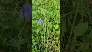 La Chicorée, Fleur de Bach Pour L'Empathie - Chicory, Bach Flower for Empathy