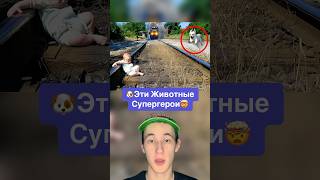 Эти Животные Супергерои!🤯 #shorts #животные #собака