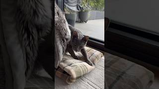 A cat make biscuits on her favourite blanket